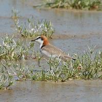Red-capped Plover