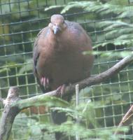 Socorro Dove Zenaida graysoni