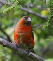 Two-barred Crossbill (Loxia leucoptera)