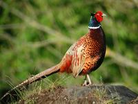 Pheasant (Phasianus colchicus)