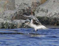 Grey Plover (Pluvialis squatarola)