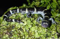 : Ambystoma annulatum; Ringed Salamander