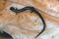 : Batrachoseps luciae; Santa Lucia Mountains Slender Salamander