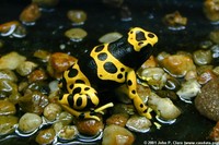 : Dendrobates leucomelas; Yellow and Black Poison Arrow Frog