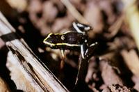: Eleutherodactylus iberia
