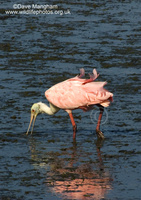 : Ajaia ajaja; Roseate Spoonbill