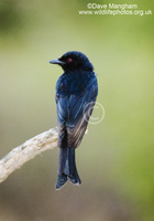 : Dicrurus adsimilis; Fork-tailed Drongo