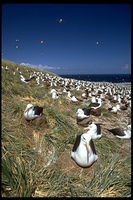 : Diomedea melanophris; Black-browed Albatross