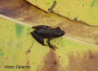 : Scinax berthae