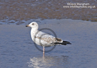 : Larus argentatus ssp. argenteus; Herring Gull