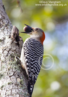 : Melanerpes carolinus; Red-bellied Woodpecker