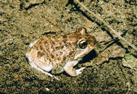 : Tomopterna tandyi; Tandy's Sand Frog