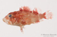: Scorpaenodes sp.
