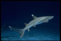 : Triaenodon obesus; Whitetip Reef Shark