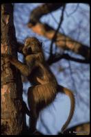 : Papio ursinus; Chacma Baboon