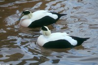 : Somateria mollissima; Common Eider