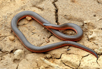 : Carphophis amoenus amoenus; Eastern Worm Snake