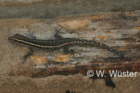 : Lygodactylus capensis; Cape Dwarf Gecko