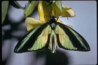 : Ornithoptera meridionalis; Birdwing