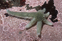 : Leptasterias pusilla; Six-armed Star