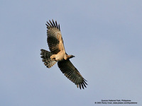 Oriental Honeybuzzard Scientific name - Pernis ptilorhynchus