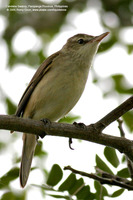 Oriental Reed-Warbler Scientific name - Acrocephalus orientalis