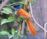 Mangoverde World Bird Guide Photo Page: Asian Paradise-Flycatcher Terpsiphone paradisi