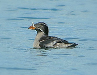 Rhinoceros Auklet (Cerorhinca monocerata)