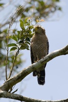 관수리  Spilornis cheela ( Crested Serpent Eagle )