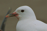 Ivory Gull