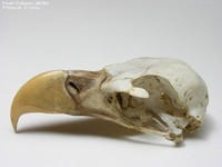 Havørn (Haliaeetus albicilla) Foto/billede af