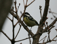 노랑배진박새 Yellow-bellied Tit