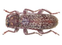 Trichoferus fasciculatus fasciculatus