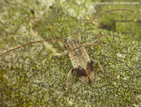 Exocentrus punctipennis punctipennis