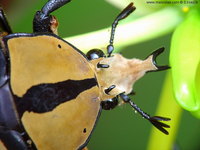Amaurodes passerini