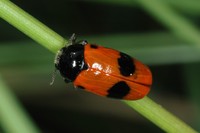 Clytra laeviuscula