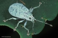 Phyllobius