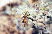 Rhaphiomidas terminatus abdominalis - Delhi Sands Flower-loving Fly
