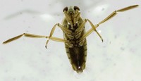 Notonecta glauca - Water Boatman