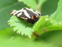 Parasemia plantaginis - Wood Tiger