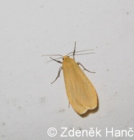 Eilema sororcula - Orange Footman