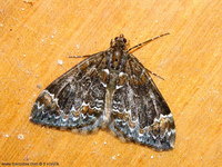 Dysstroma truncata - Common Marbled Carpet