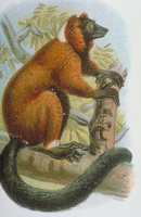 Red ruffed lemur (Varecia rubra)