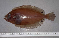 Image of Lepidorhombus boscii, Fourspotted megrim, Peshk tulle, Bruixa de quatre taques, Patarac...
