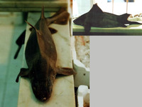 Oxynotus centrina, Angular roughshark: fisheries