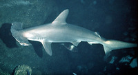 Sphyrna lewini, Scalloped hammerhead: fisheries, gamefish