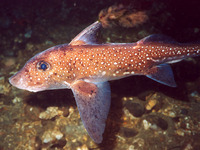 Hydrolagus colliei, Spotted ratfish: aquarium