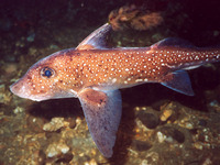 Hydrolagus colliei, Spotted ratfish: aquarium