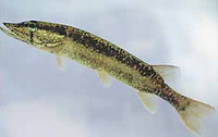 Esox americanus americanus, Redfin pickerel: gamefish