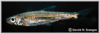 Notropis boops, Bigeye shiner: